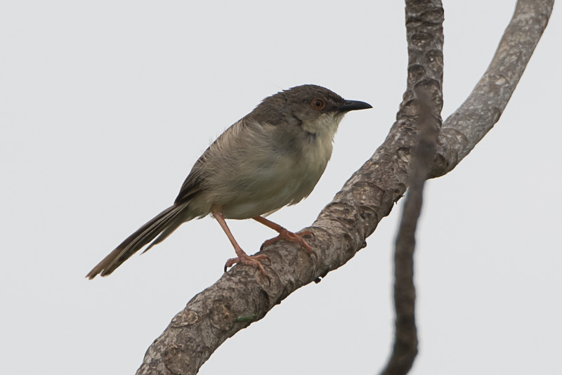 Grijsborstprinia